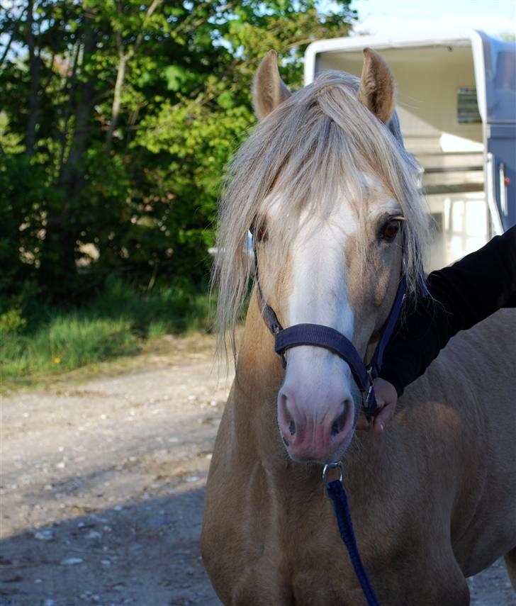 Welsh Cob (sec D) Rytterbjergets Imperial  - De er lige kommet hjem fra undervisning billede 7