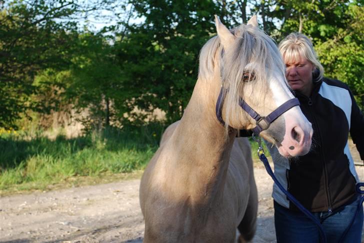 Welsh Cob (sec D) Rytterbjergets Imperial  - Jose og moster er lige kommet hjem fra undervisning billede 8