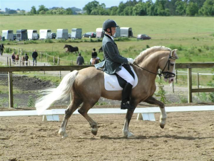 Welsh Cob (sec D) Rytterbjergets Imperial  - Søren og IMperial til stævne i Gammelestrup billede 9