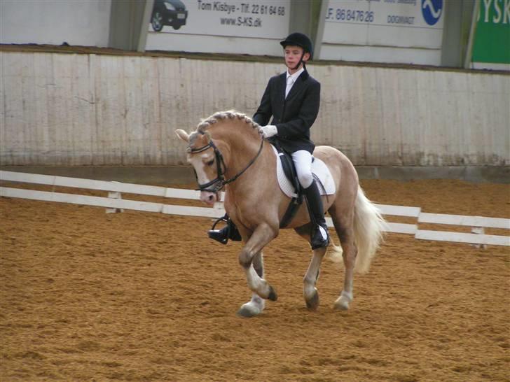 Welsh Cob (sec D) Rytterbjergets Imperial  - Her rider Søren dressur på ham billede 10