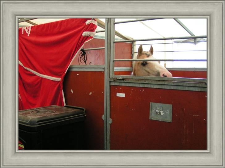 Welsh Cob (sec D) Rytterbjergets Imperial  - Her står han i sin boks til DM billede 11
