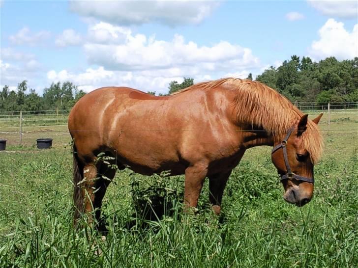 Bashkir Curly Højregaardens Teddi - skattebassen <3´ billede 17