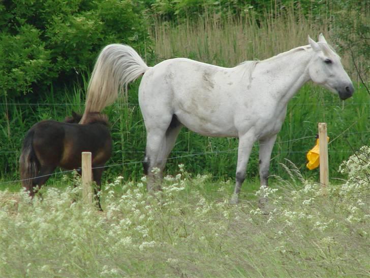 Shetlænder Pedro *Solgt* - Man er vel en mand :-) billede 20
