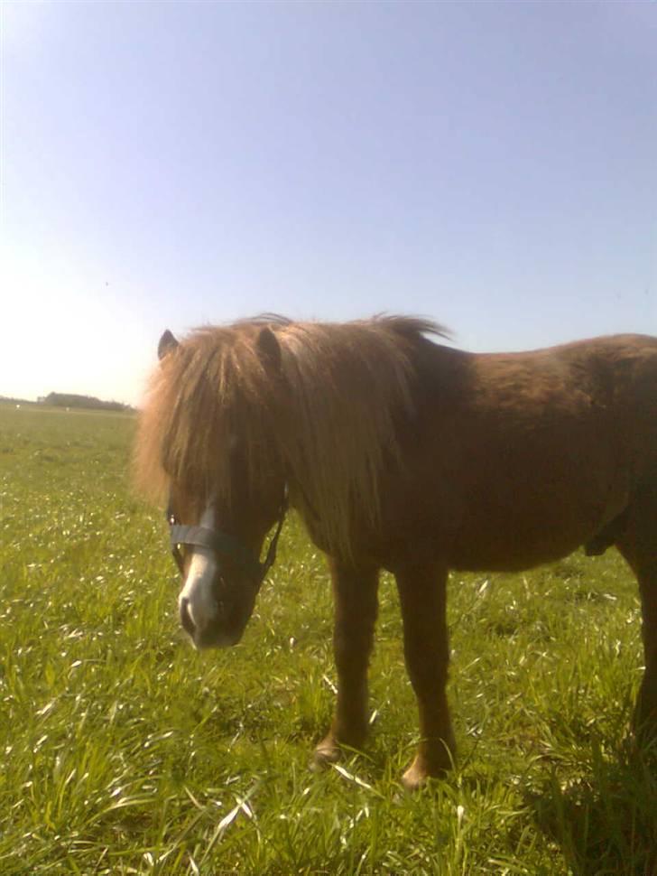 Shetlænder Sandbjerggårds Rasmus*Solgt* billede 16