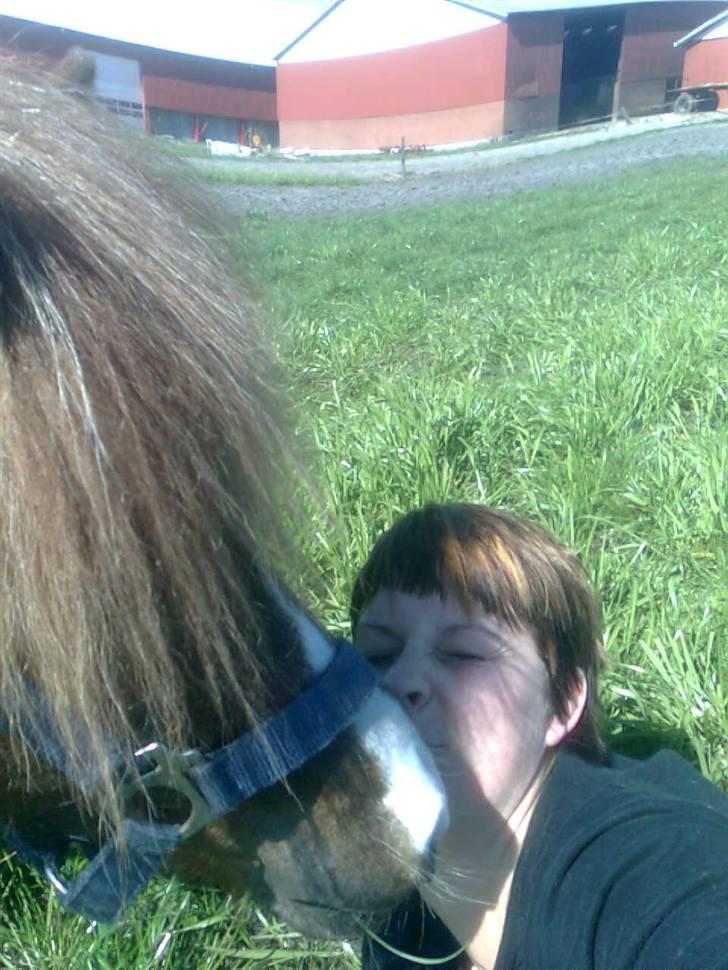 Shetlænder Sandbjerggårds Rasmus*Solgt* billede 18