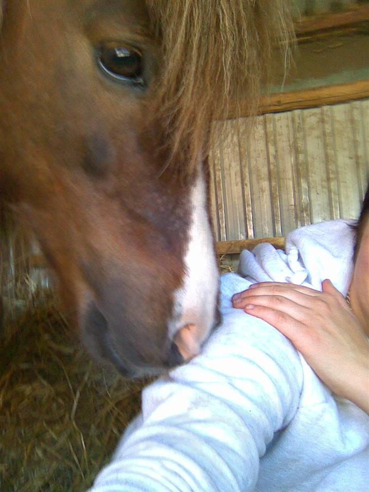 Shetlænder Sandbjerggårds Rasmus*Solgt* billede 19