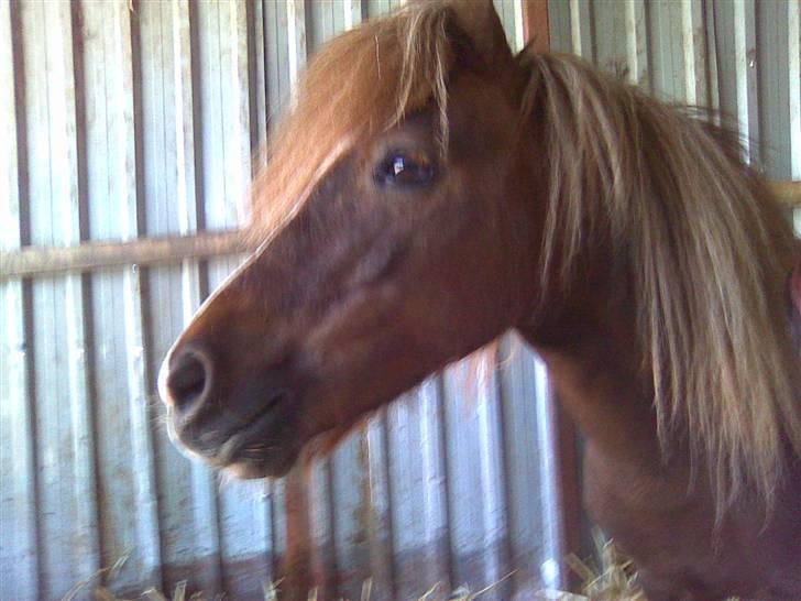 Shetlænder Sandbjerggårds Rasmus*Solgt* billede 20