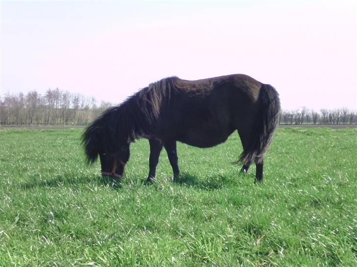Shetlænder Sandbjerggårds Polle billede 16