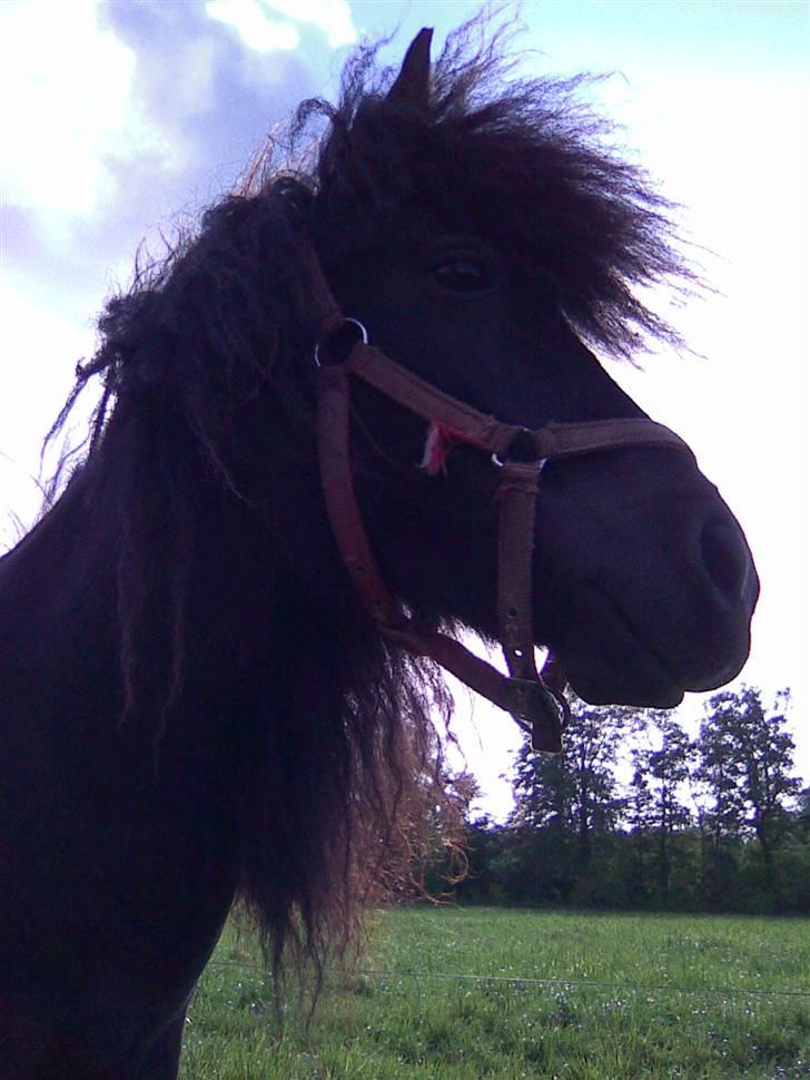 Shetlænder Sandbjerggårds Polle billede 18