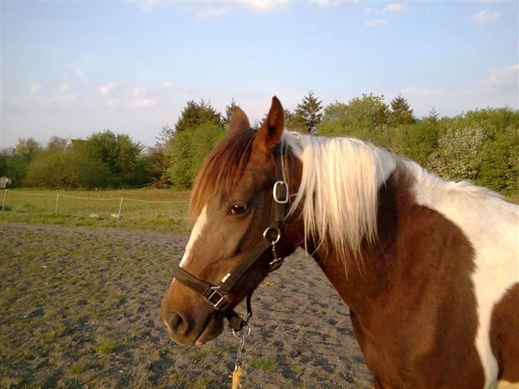 Pinto Angeliqe billede 7