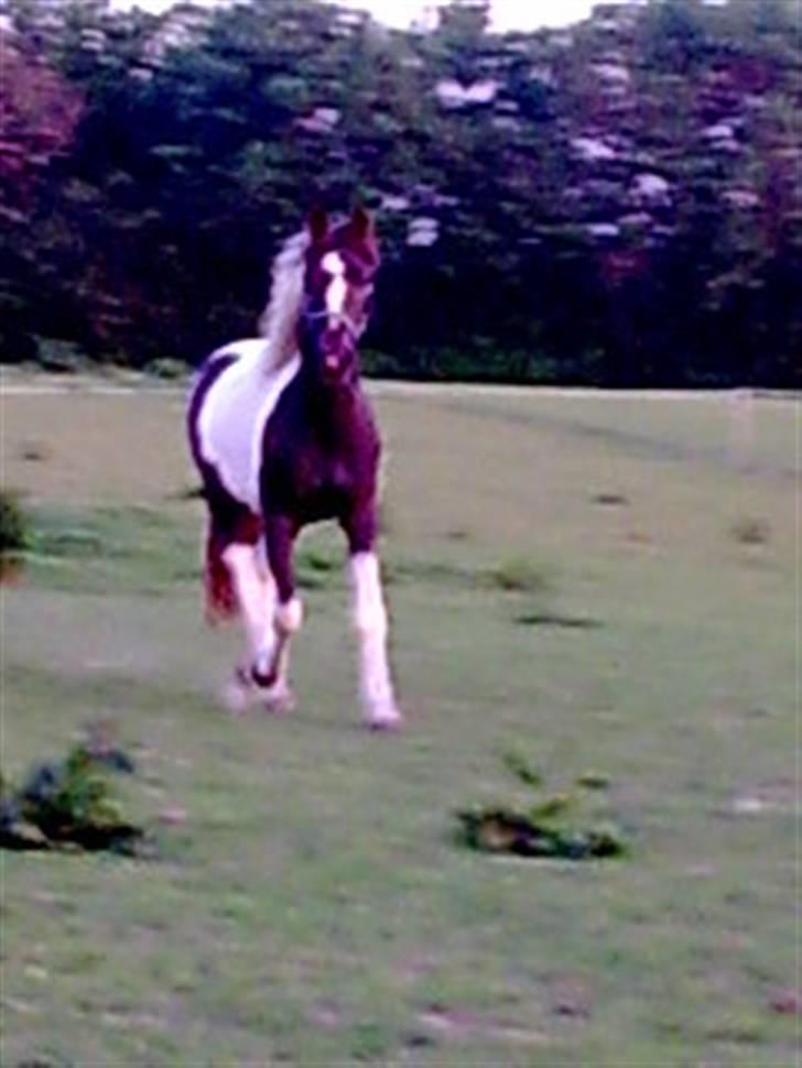 Pinto Angeliqe billede 8