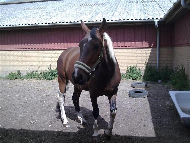 Pinto Thiamo billede 12