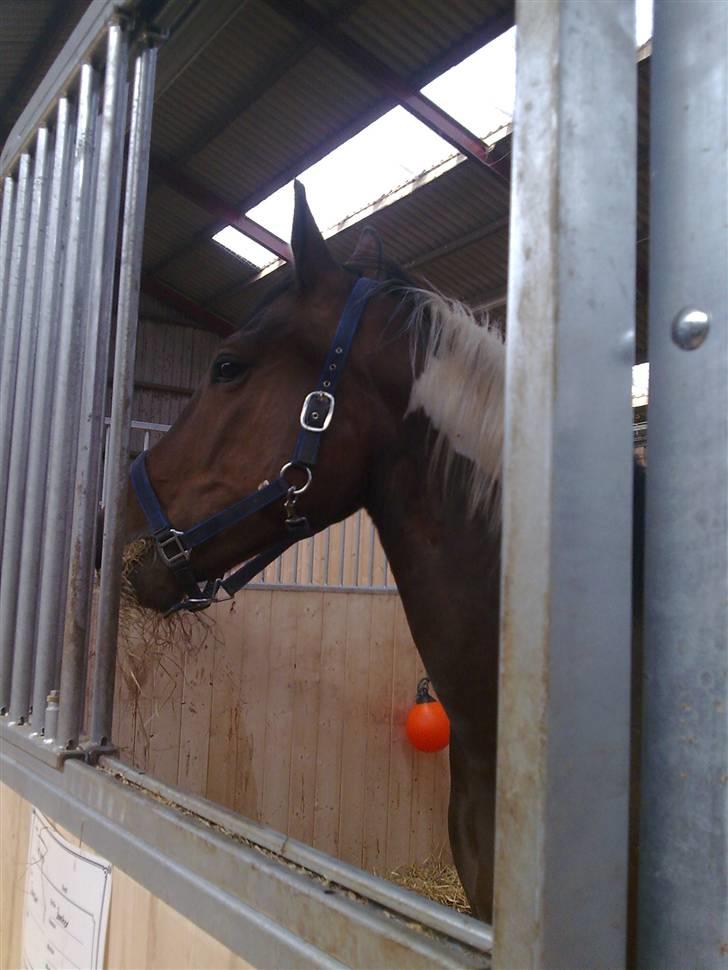 Pinto Thiamo billede 13