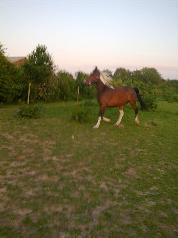 Pinto Thiamo billede 14