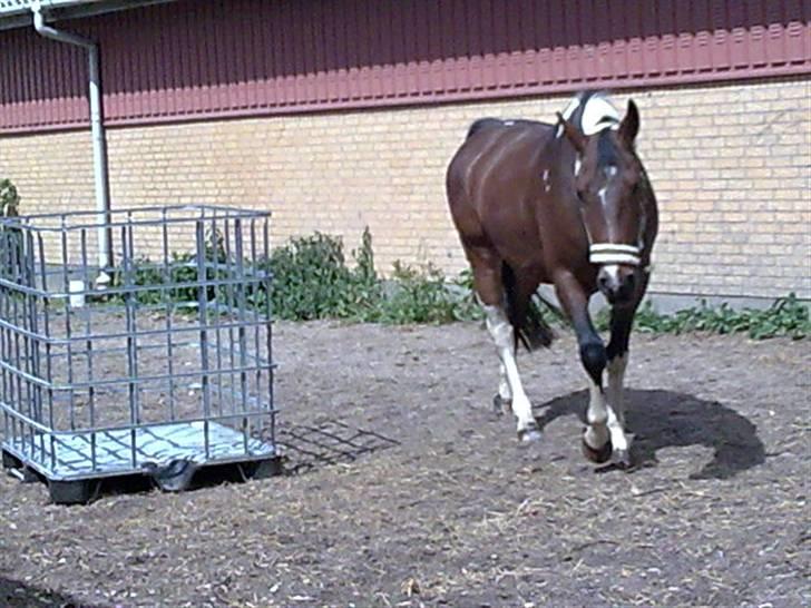 Pinto Thiamo billede 15