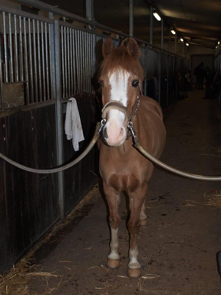 Anden særlig race amadeus - savner ham. han var bare altid glad :)  billede 14