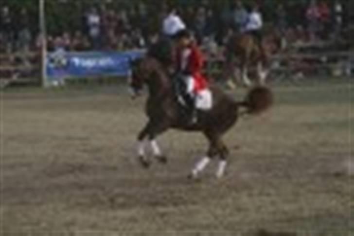 Dansk Varmblod Agersbøls Smilla - changementerne manglede ikke "spring" hehe xD billede 8