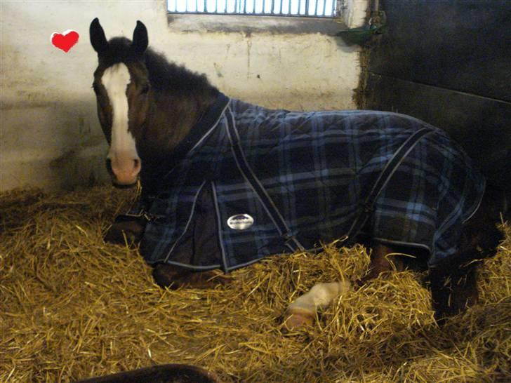 Dansk Varmblod Agersbøls Smilla - natte-nat billede 11