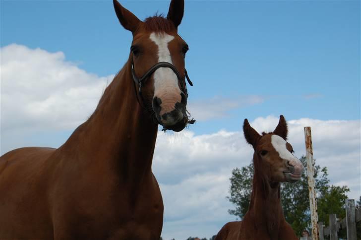 Dansk Varmblod Don amigo R.I.P <3  billede 10