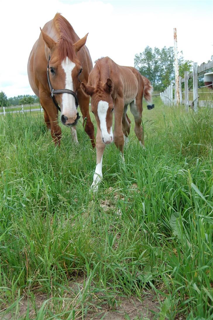 Dansk Varmblod Don amigo R.I.P <3  billede 11