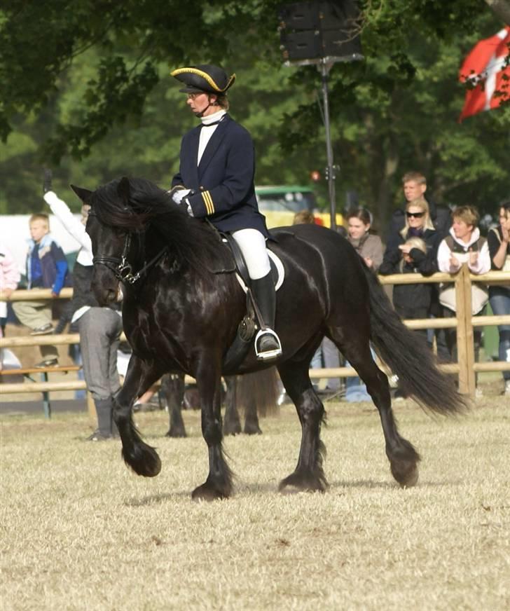 Fell pony Ellegaards Max billede 12