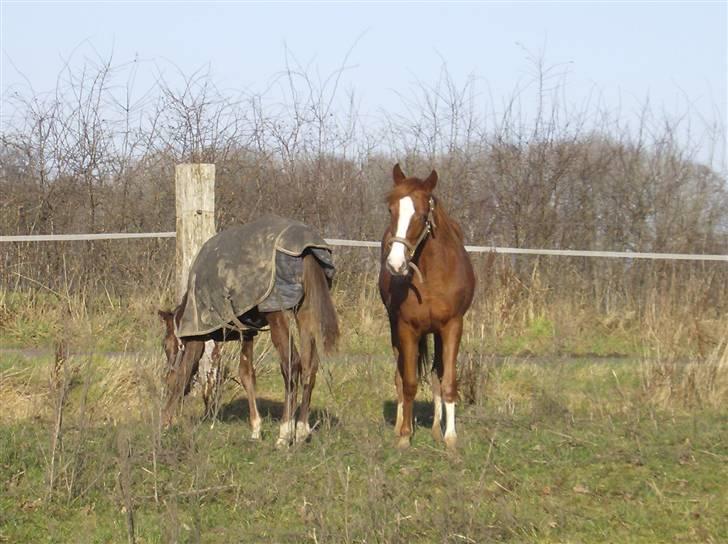 Anden særlig race Tess R.I.P <3 billede 5