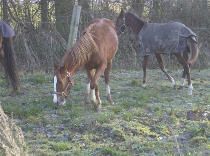 Anden særlig race Tess R.I.P <3 billede 6