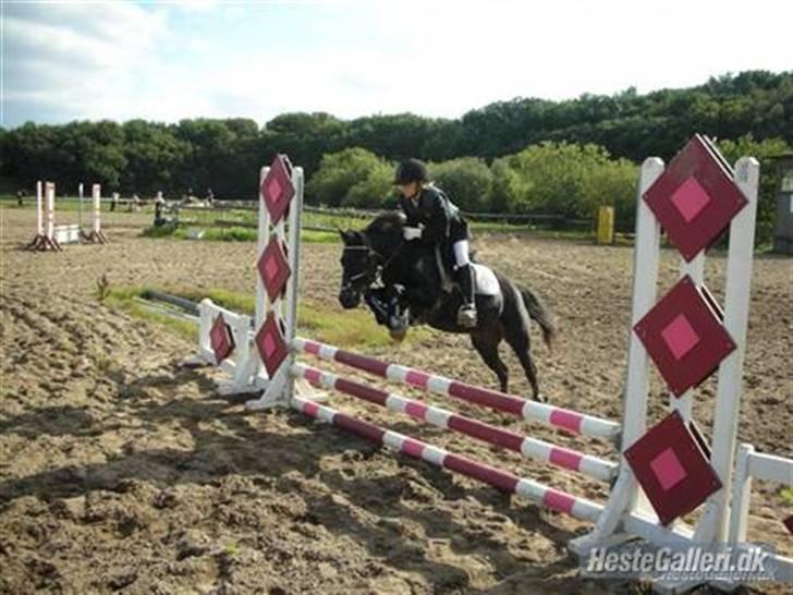 Welsh Pony (sec B) Blackie - Mig og Blackie <33 til stævne i struer, vi vandt =) billede 9