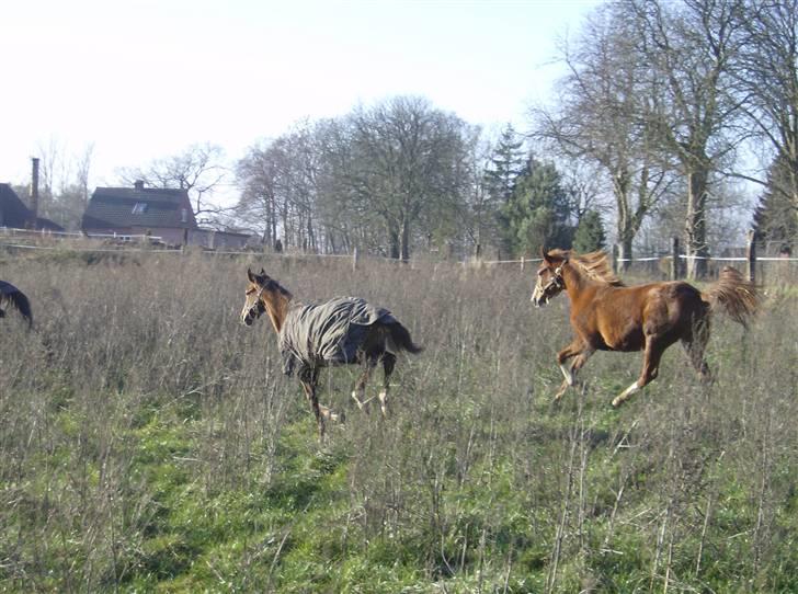 Anden særlig race Tess R.I.P <3 billede 9