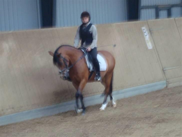 Anden særlig race Sir Richard rideskolepony billede 11