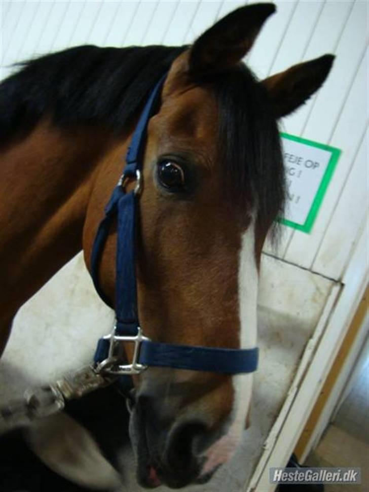 Anden særlig race Sir Richard rideskolepony billede 12