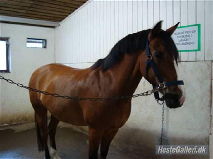 Anden særlig race Sir Richard rideskolepony billede 13