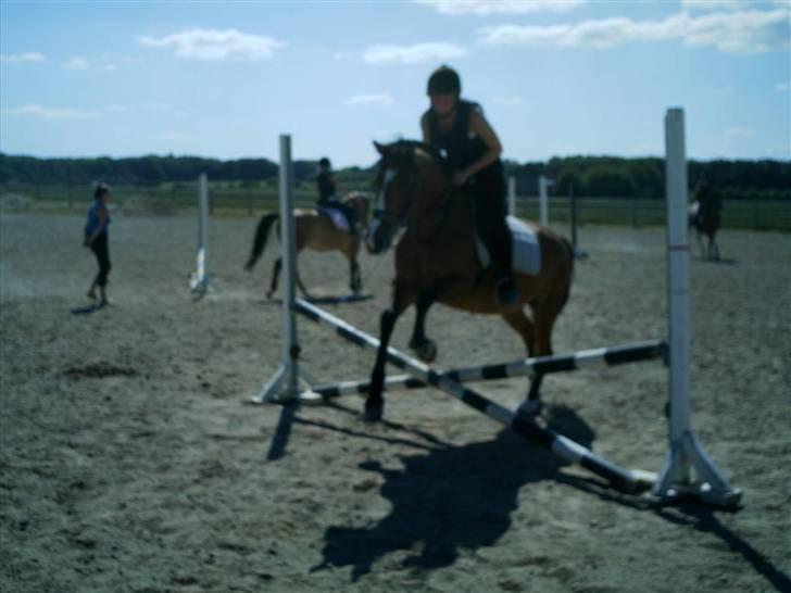 Anden særlig race Sir Richard rideskolepony billede 14