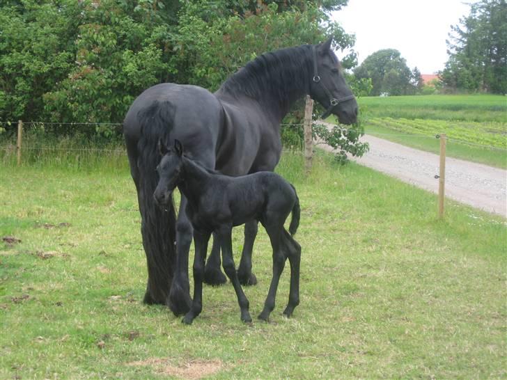 Frieser Quinty  - Quintys lille hoppe føl. Det er 4 dage gammelt på billedet. billede 11