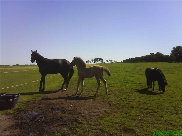 Anden særlig race Mon Chéri *bortgivet* - aflivet 21/5.2025 - mor er på vej ind og nusses om..."hvor ska du hen mor" billede 18