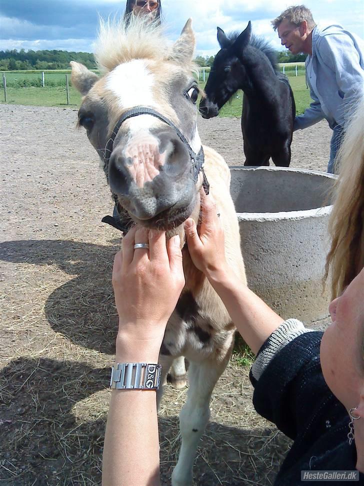 Haflinger Bellamira  <3  - Et billede jeg fik af Sarah med Margo billede 14
