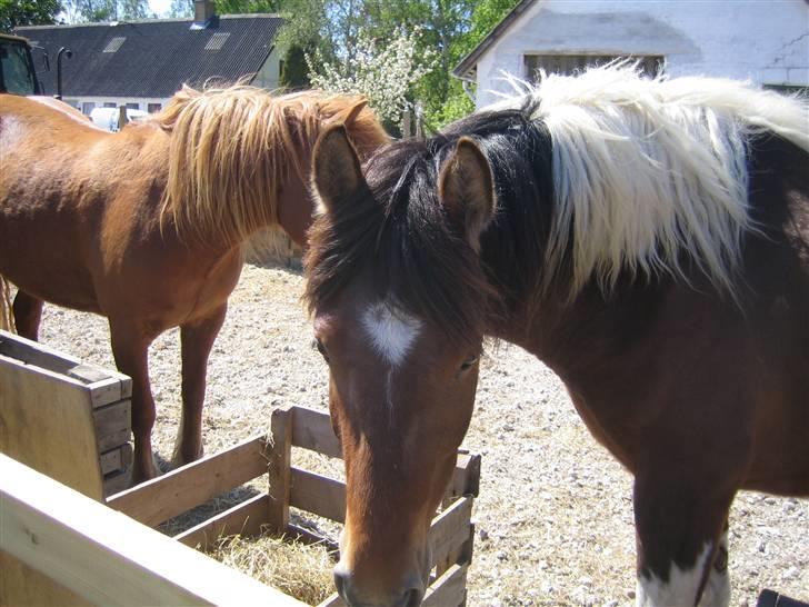 Pinto Lucky ( solgt ) billede 11