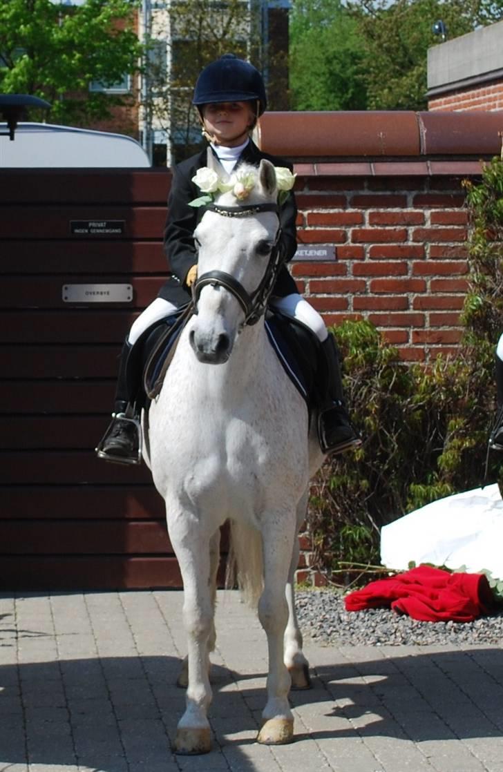 Anden særlig race Konvaljens Flipper  - VELKOMMEN TIL FLIPPER´S PROFIL - Rikke´s konfirmation 2009 billede 1