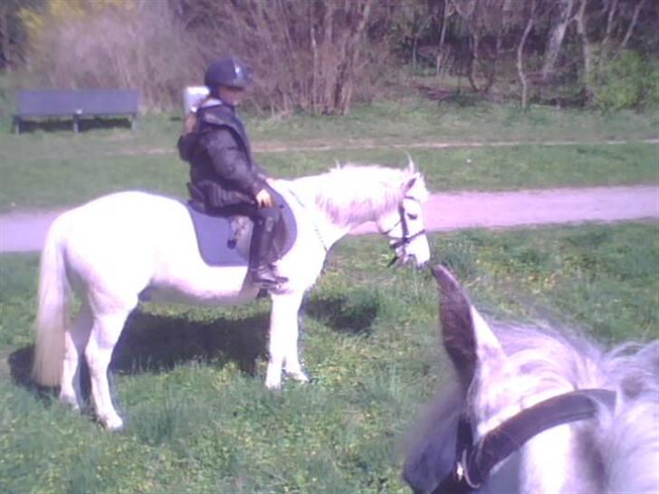 Anden særlig race Konvaljens Flipper  - skoven (: billede 2