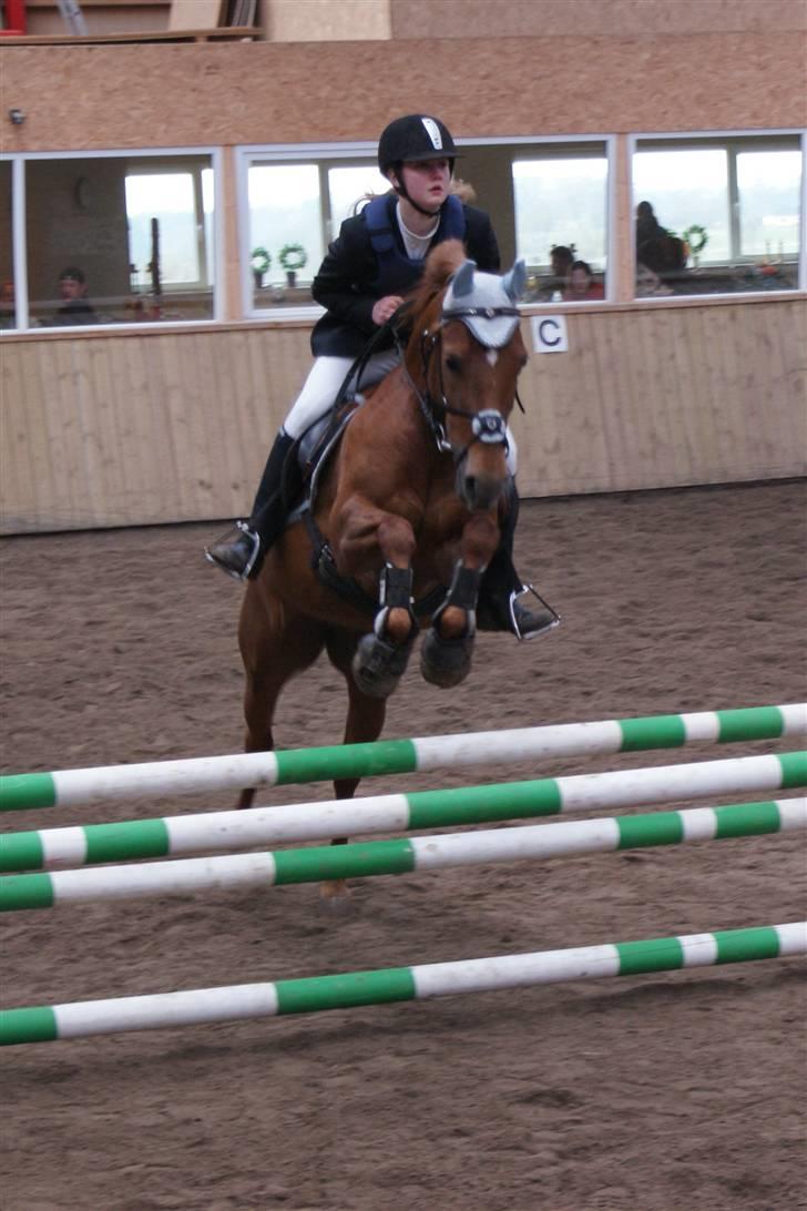 Tysk Sportspony Cassy  - LB<3  Foto: Linda Ladekarl  billede 1