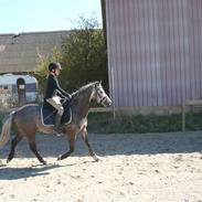 Welsh Pony (sec B) Klintholms Sir Taylor