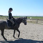 Welsh Pony (sec B) Klintholms Sir Taylor