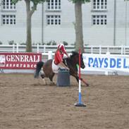 Svensk Sportspony  Golden Track