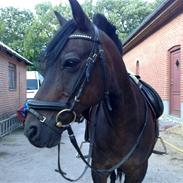 Connemara Billie Boy solgt 