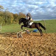 Connemara Billie Boy solgt 