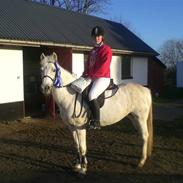 Anden særlig race Taylor 