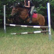 Anden særlig race Coco