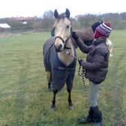 Anden særlig race Ginger - B Pony