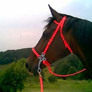 Anden særlig race Donna Nøddelund (død)