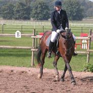 Anden særlig race Donna Nøddelund (død)